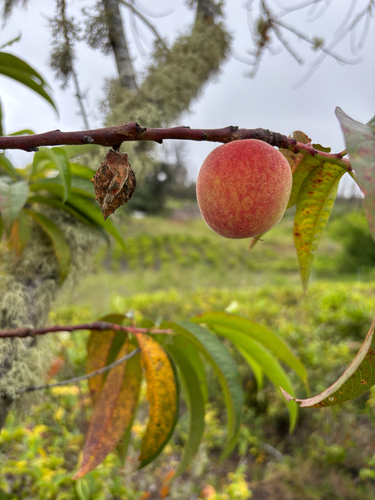 Prunus persica observed 2025-06-09