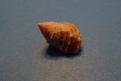 Tectarius grandinatus