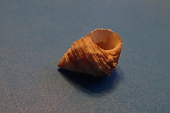 Tectarius grandinatus