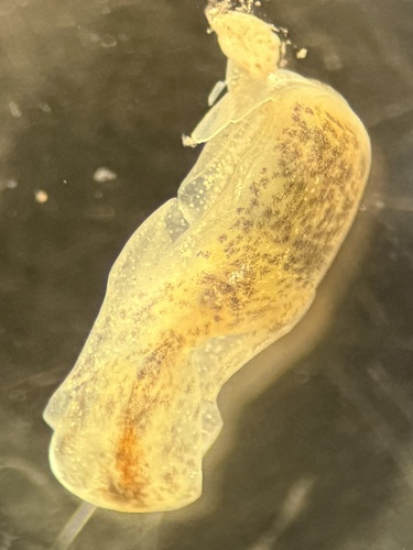 Haminoea succinea, 2025-06-09