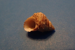 Tectarius grandinatus