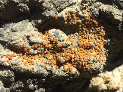 Polycauliona ludificans