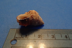 Tectarius grandinatus