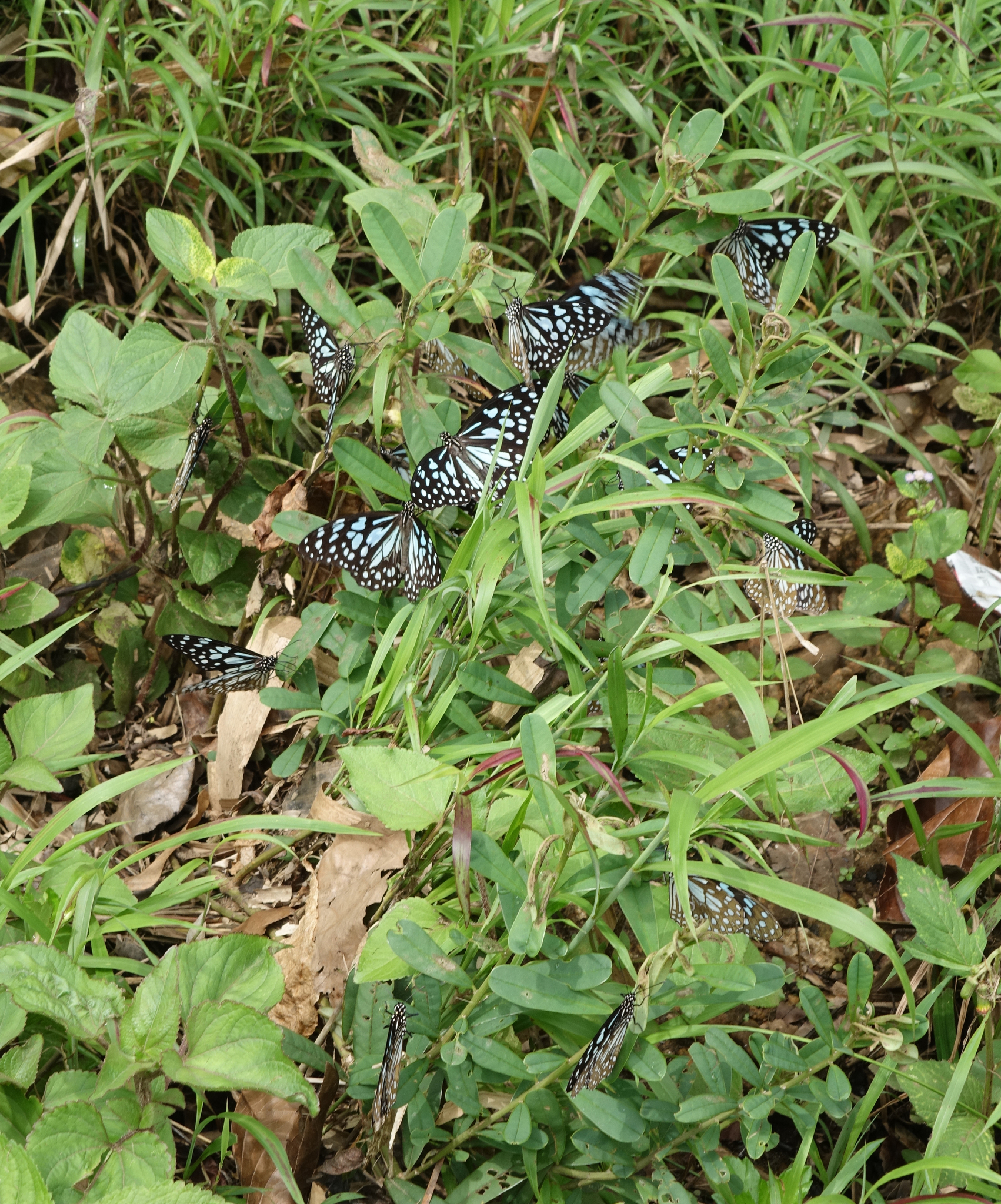 Blue Tiger
