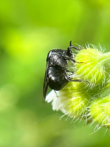 Ripiphorus schwarzi