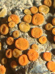 Polycauliona ludificans
