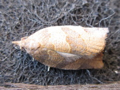 Pandemis cinnamomeana