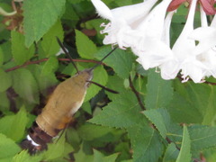 Macroglossum bombylans