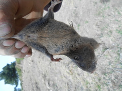 Thomomys umbrinus