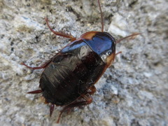 Periplaneta japonica