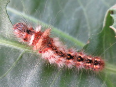 Acronicta rumicis