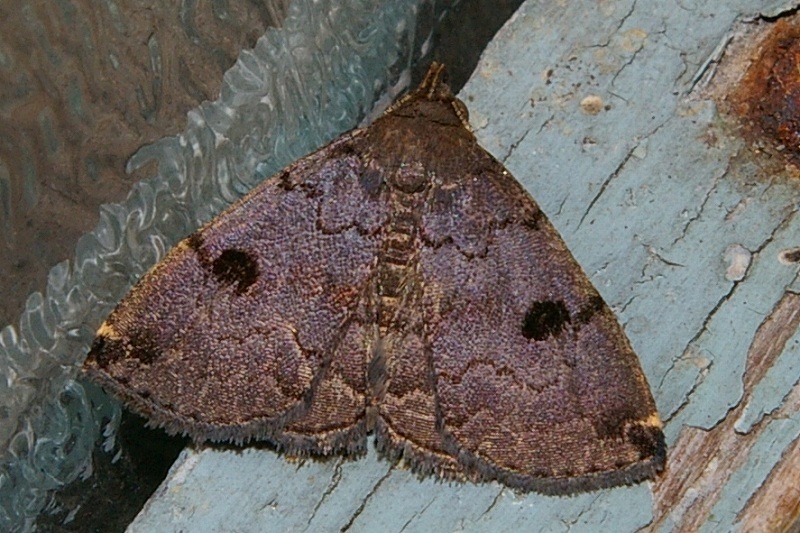 Sinarella rotundipennis