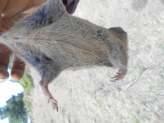 Thomomys umbrinus