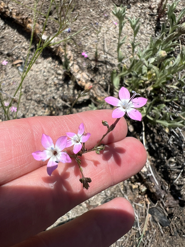 fineflowered gilia (Gilia leptantha)