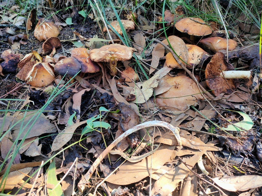Hebeloma aminophilum