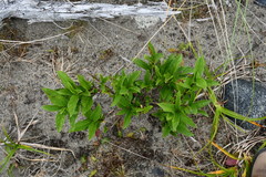 Lonicera involucrata