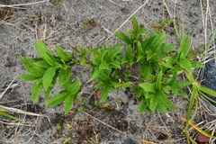 Lonicera involucrata
