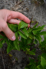 Lonicera involucrata