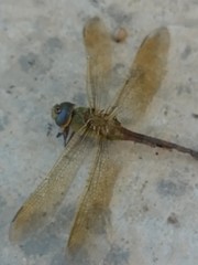 Anax junius