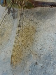 Anax junius