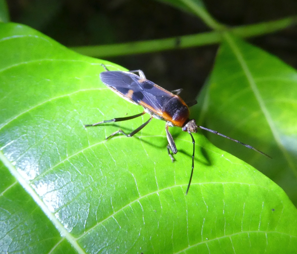 Neophysopelta
