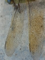 Anax junius