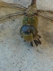 Anax junius