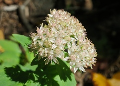 Hylotelephium telephioides