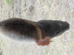 Thomomys umbrinus