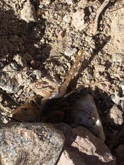 Smeringurus vachoni