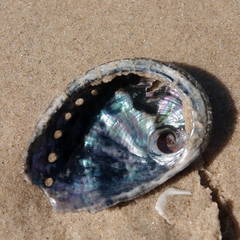 Haliotis coccoradiata