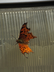 Polygonia g-argenteum