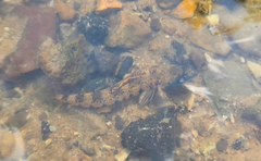 Bluemask Darter photo 3