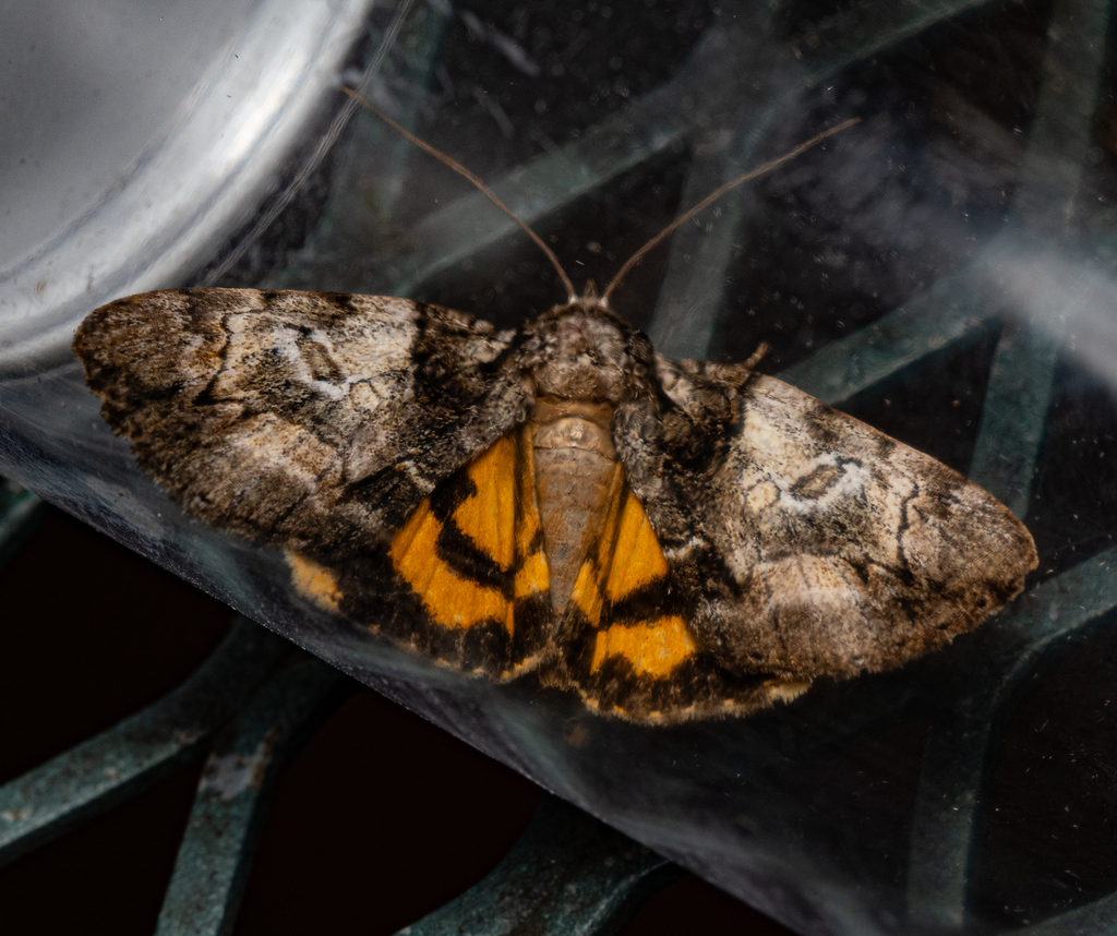 Precious Underwing