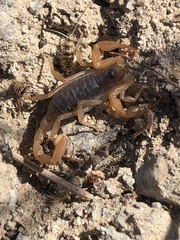 Smeringurus vachoni