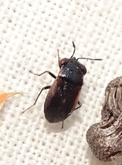 Geocoris uliginosus