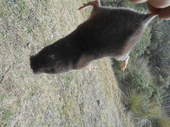 Thomomys umbrinus