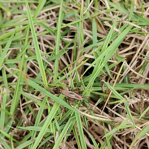 Polionemobius taprobanensis