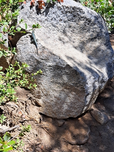 iNaturalist observation photo of Western Fence Lizard