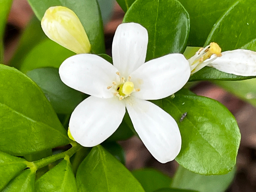 Orange Jasmine
