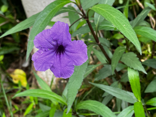 Mexican Ruellia