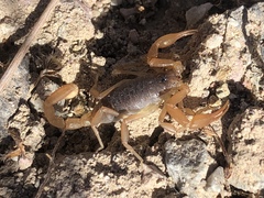 Smeringurus vachoni