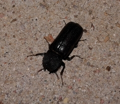 Apatides fortis