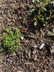 Cardionema ramosissimum