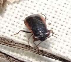 Geocoris uliginosus