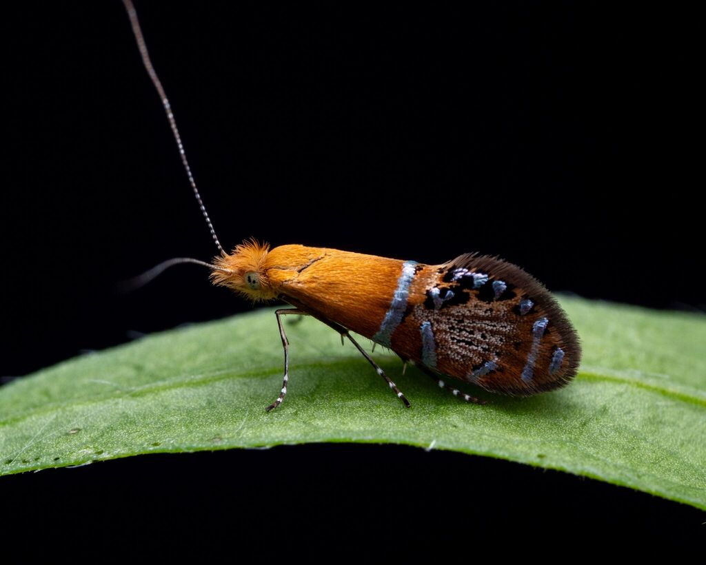 Ridings' Fairy Moth