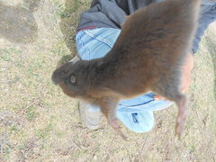 Thomomys umbrinus