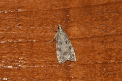 Scoparia subfusca