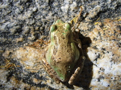 Pseudacris hypochondriaca curta