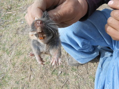 Thomomys umbrinus